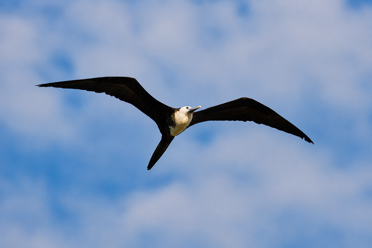 Frigatebird